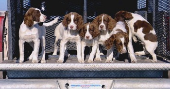 Strong puppies