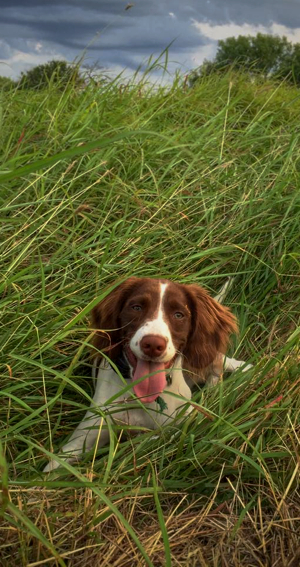 Remi