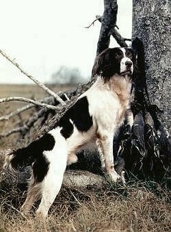FC/CFC Strong's Seamus