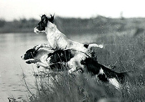 Seamus, Sleet & Swanson